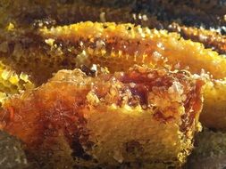 honey in honeycombs