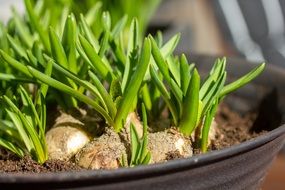 bulbs with green sprouts in a pot