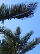 green palm leaves against blue sky