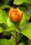 orange flower in a bud on a bush close-up