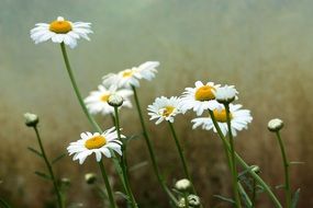 daisies flowers on the blurred background