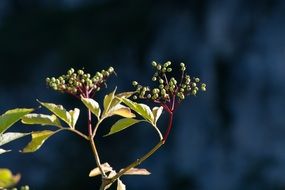 Adoxaceae or elderberry