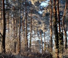 frosty sunny day in the forest