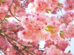 oriental cherry blossoms in spring