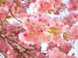 oriental cherry blossoms in spring