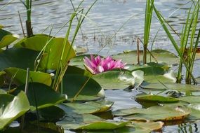 pink water lily in a pond among marsh grass