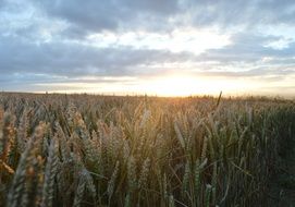 cereal field in the evening