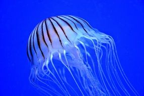 chic Jellyfish Marine