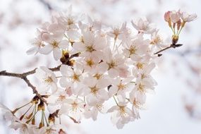 white cherry blossoms in early spring