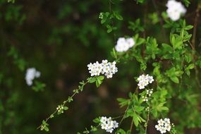 Beautiful spirea flowers blossom