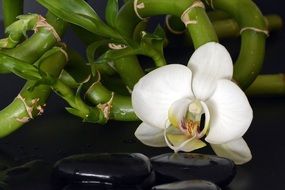 orchid flower and Bamboo and black stones