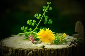 wild flowers as a still life on a stump