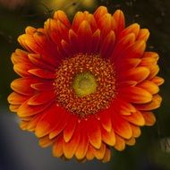 Macro photo of the orange and red flower