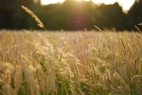 summer field at sunset