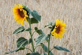 two yellow sunflowers on a grain field