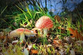 Fly Agaric among dry foliage and green grass