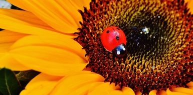 ladybug on the sunflower