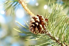 pine cone on a branch in the morning sun close-up on blurred background