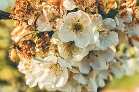 cherry blossom in the spring garden