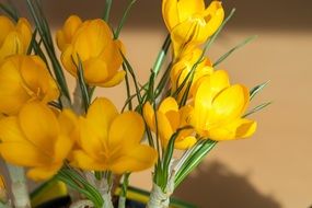 yellow crocus in a vase