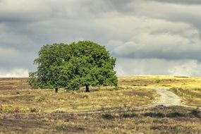 two green trees on an autumn rural field