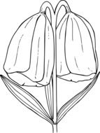 painted flower with drooping buds