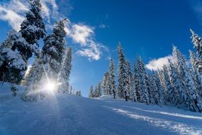 Winter Landscape of pine trees on a mountain