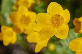yellow marsh marigold