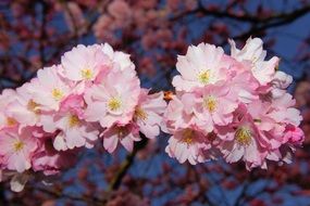 bright cherry blossom closeup