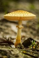 macro photo of yellow mushroom toadstool