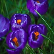 dark blue crocus flowers
