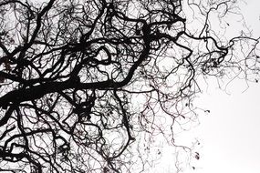 bare branches of curly willow at sky