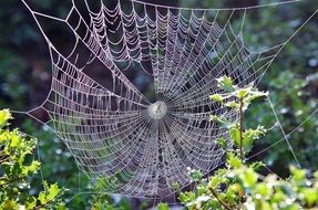 incredibly handsome Spider Web