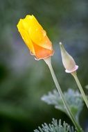 delightful beauty California Poppy