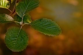 green leaves on blurry background closeup