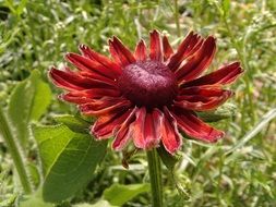 red Rudbeckia flower close up