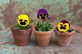 pansies planted in flower pots