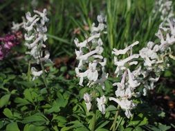 white corydalis blossoms