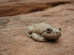 Hyla arenicolor or Canyon Tree Frog