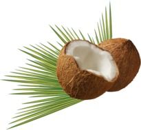 drawn two halves of coconut