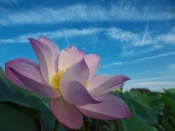 pink lotus on a blue sky background