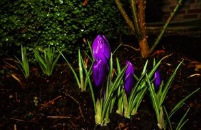 crocus blossoms on the garden bed