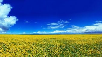 huge yellow field of flowers Landscape