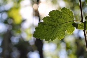 oak leaf closeup