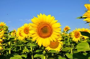 field of sunflowers under a bright blue sky