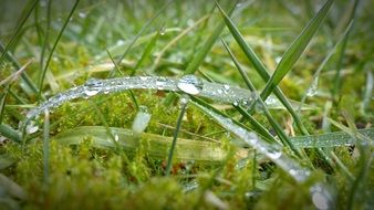 drops of morning dew on Grass, macro