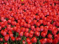 Tulip Yokosuka