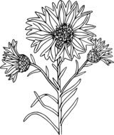 black and white drawing of a thistle