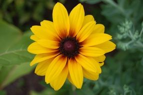 bright summer yellow daisy flower