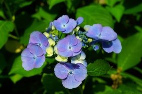 blue hydrangea is a decorative flower